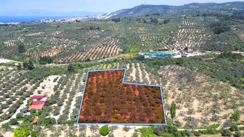 KUŞADASINDA 12.698 M² ZEYTİNLİK - YATIRIM FIRSATI