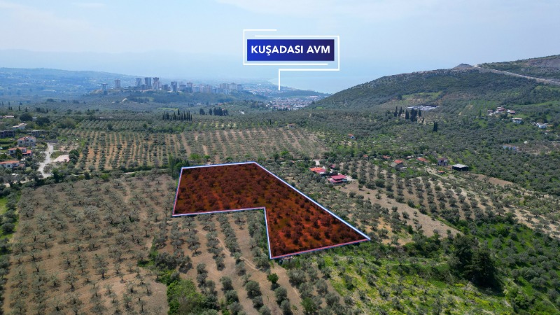 KUŞADASINDA 12.698 M² ZEYTİNLİK - YATIRIM FIRSATI