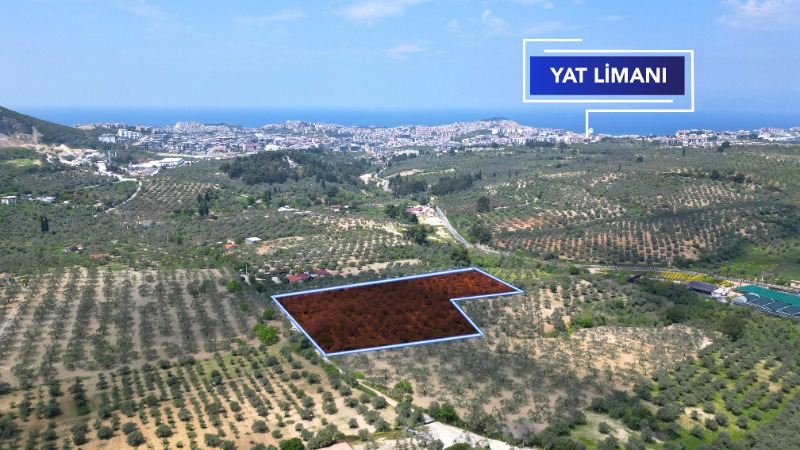 KUŞADASINDA 12.698 M² ZEYTİNLİK - YATIRIM FIRSATI