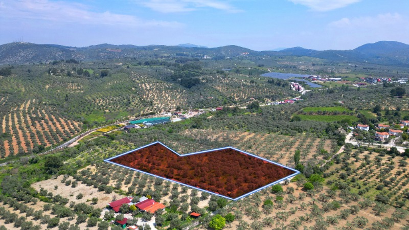 KUŞADASINDA 12.698 M² ZEYTİNLİK - YATIRIM FIRSATI
