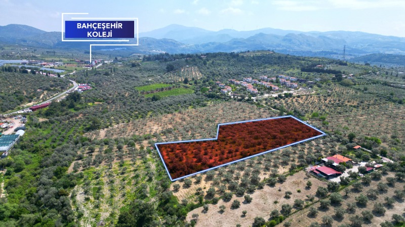 KUŞADASINDA 12.698 M² ZEYTİNLİK - YATIRIM FIRSATI
