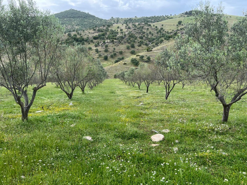 Remax 7tepe'den Kula Börtlüce'de Zeytinlik Yatırım Fırsatı