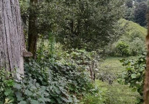 REMAX7TEPEDEN RİZE ARDEŞEN YENİYOLDA SATILIK YATIRIMLIK ARAZI küçük görsel