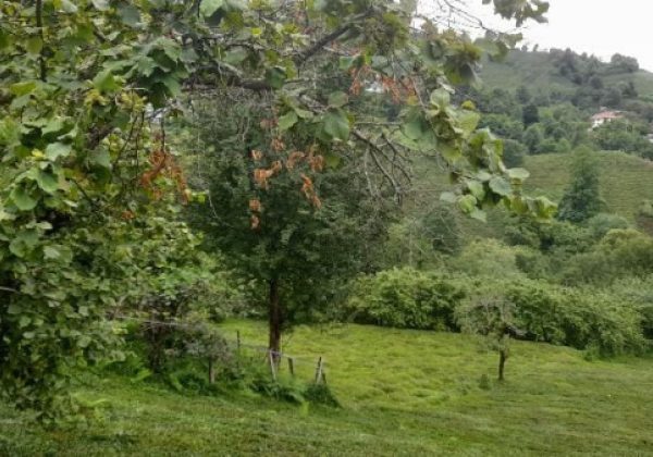 REMAX7TEPEDEN RİZE ARDEŞEN YENİYOLDA SATILIK YATIRIMLIK ARAZI küçük görsel