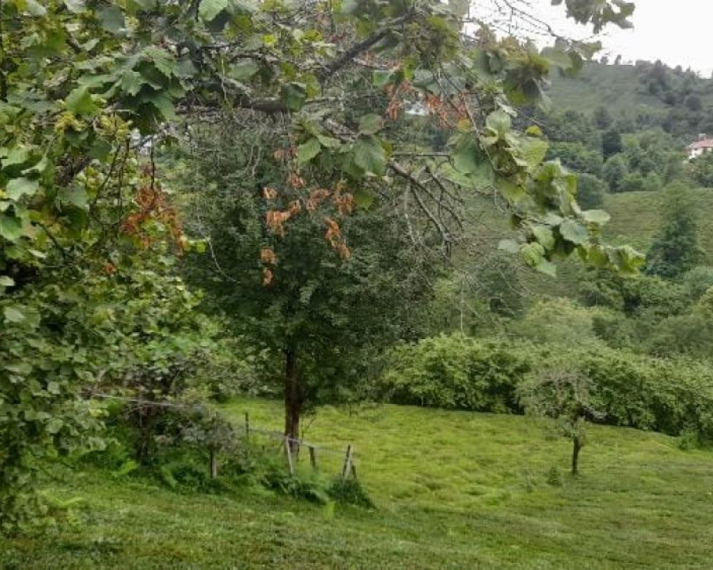 REMAX7TEPEDEN RİZE ARDEŞEN YENİYOLDA SATILIK YATIRIMLIK ARAZI