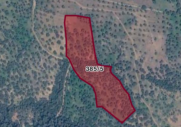 Remax7tepe den İzmir Bergama da satılık zeytinlik küçük görsel