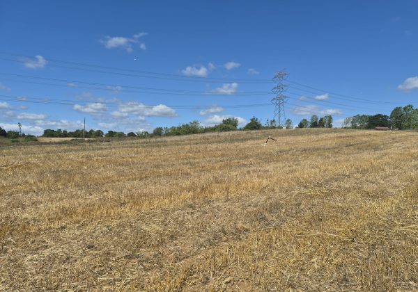 GEBZE DENİZLİ KÖYÜNDE YOLA CEPHELİ İMARLI 1316 M2 ARSA küçük görsel