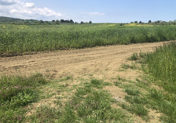 KOCAELİ KANDIRA SAFALİ VE AĞVA CADDESİ YAKINI SATILIK PARSEL küçük görsel