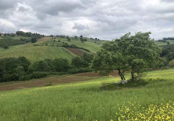 IZMIT BAĞLICA'DA YOLA CEPHE KÖY MERKEZİ DİBİNDE MÜSTAKIL PARSEL