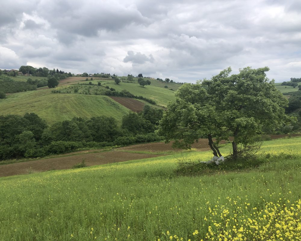 IZMIT BAĞLICA'DA YOLA CEPHE KÖY MERKEZİ DİBİNDE MÜSTAKIL PARSEL