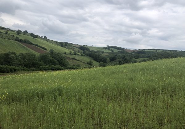 IZMIT BAĞLICA'DA YOLA CEPHE KÖY MERKEZİ DİBİNDE MÜSTAKIL PARSEL küçük görsel