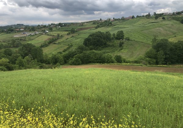 IZMIT BAĞLICA'DA YOLA CEPHE KÖY MERKEZİ DİBİNDE MÜSTAKIL PARSEL küçük görsel